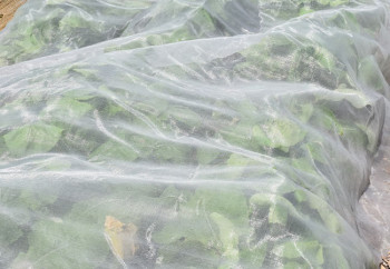 Rete anti-insetti 45gr/m² - Speciale scarafaggio